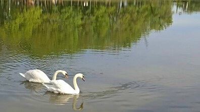 Серед зелені, на чистому плесі озера, плавають два білі лебеді. У воді – віддзеркалення зелені та блакитного неба