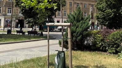 Молоде дерево у міському сквері, біля якого встановлено спеціальний поливальний мішок для поступового зволоження ґрунту. Поблизу нього ростуть кущі та травники