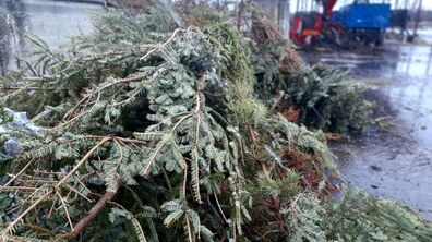 Фото: За три дні збору на компостування надійшло майже 15 тонн різдвяних ялинок