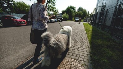 Фото: Львів приєднується до Всеукраїнського дня «Візьми собаку на роботу»