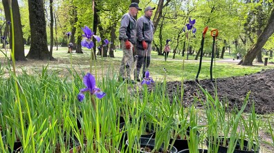 Двоє працівників стоять у парку біля лопат на фоні рослин у вазонах.