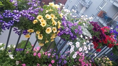 Кольорові квіти висаджені у горщиках на балконі.