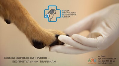 Фото: ЛКП «Лев» соціальним роликом закликало львів’ян допомагати безпритульним тваринам