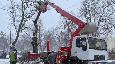 Фото: На просп. Свободи проводять зрізку кленів: весною тут висадять 24 клени-явори аутропурпуреум