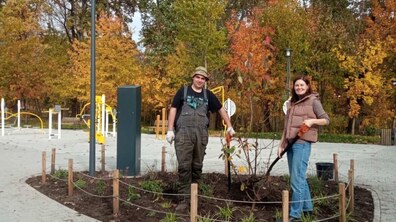 на клумбі в Замарстинівському парку висаджують квітучий кущ