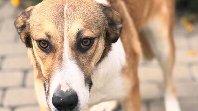 Фото: Травмовані собаки чекають на своїх господарів у ЛКП «Лев»
