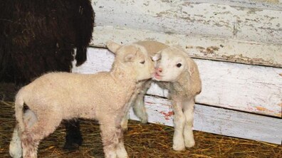 Фото: У Шевченківському гаю на Різдво народилися ягнята