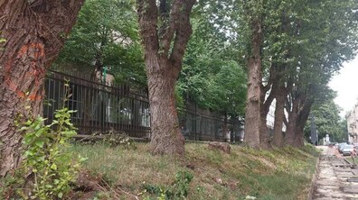 Фото: На вул. Старосольських зріжуть аварійні тополі: на їх місці висадять колоновидні граби