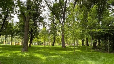зелена паркова зона з різними деревами.