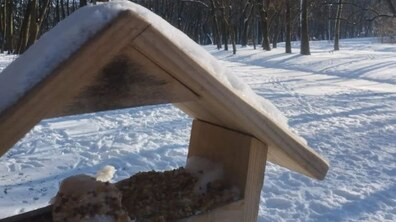 Фото: У львівських парках з’явились нові безпечні годівнички