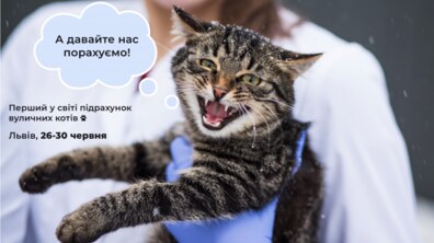 Фото: У Львові проведуть перший в світі підрахунок вуличних котів: у ЛКП «Лев» розповіли, як долучитися