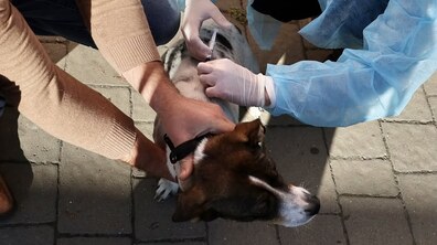 Фото: У селі Гряда провакцинували 32 домашніх улюбленців: це вже десятий населений пункт Львівської громади, де провели безкоштовну акцію