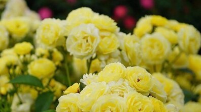 Фото: Квітковий антистрес: у Стрийському парку висадили 300 кущів троянд