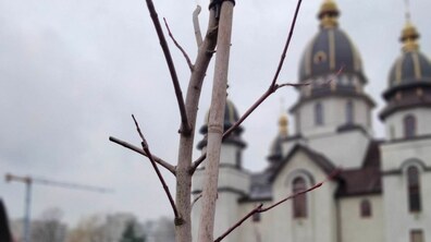 Фото: У Сквері пам’яті Героїв України висадили перші дерева