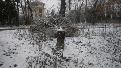 Фото: Мерія просить львів’ян не нищити природу та берегти зелені насадження в парках та скверах