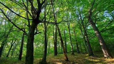 листяний ліс із високими деревами, крізь густі зелені крони яких пробивається сонячне світло
