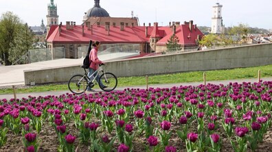 На Меморіалі пам’яті Героїв Небесної Сотні розквітли бузково-фіолетові тюльпани. Фото з весни 2025 року