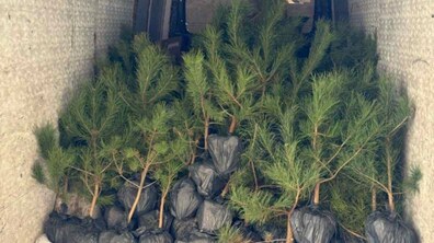 Фото: Дерева замість сміття: у Малехові на місці колишнього стихійного сміттєзвалища висадили 90 молодих сосен