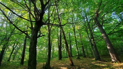 Дерева з густою зеленою кроною в одній з зелених зон Львівської громади