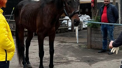 Фото: У Домівці врятованих тварин новий мешканець – кінь Бадді із Краматорська