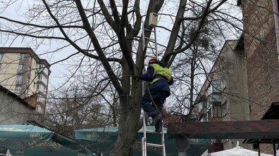 Фото: Для птахів-дуплогніздників у Львові встановили штучні гнізда, які виготовили діти