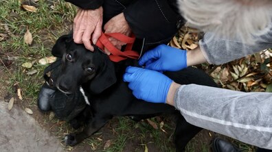 невеликого чорного собаку вакцинують від сказу