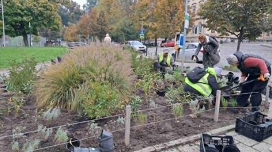 комунальні працівники висаджують квіти на клумбі