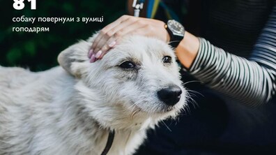 Фото: За півроку ЛКП «Лев» було простерилізовано 348 собак та 223 коти