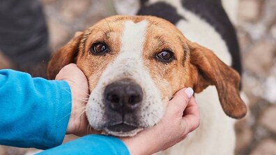 Фото: Львів долучається до світової практики обов’язкового чіпування домашніх собак