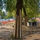 Реконструкція вул. Мазепи: навколо стовбурів дерев, поруч з якими проводять будівельні роботи, облаштовують дерев’яні захисні огорожі